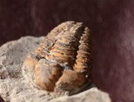 Colpocoryphe rouaulti HENRY, 1970