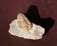 Colpocoryphe rouaulti HENRY, 1970