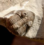 Asteropyge comes BASSE, 2003