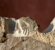 Asteropyge comes BASSE, 2003