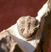 Asteropyge comes BASSE, 2003