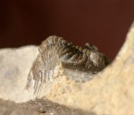Asteropyge comes BASSE, 2003