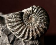 Pleuroceras spinatum (Bruguire 1789)