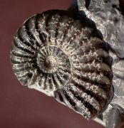Pleuroceras spinatum (Bruguire 1789)