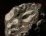 Pleuroceras transiens (Frentzen 1937)