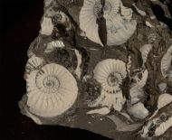 Pleuroceras transiens (Frentzen 1937)