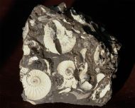 Pleuroceras transiens (Frentzen 1937)