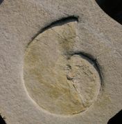 Neochetoceras steraspis (OPPEL, 1863)