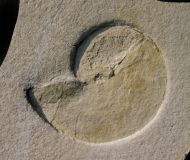 Neochetoceras steraspis (OPPEL, 1863)