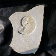 Neochetoceras steraspis (OPPEL, 1863)