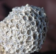 Cyathophora sp.