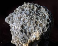 Cyathophora sp.