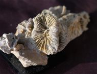 Montlivaltia sp.