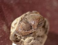 Geesops grevensteinensis Basse 1998