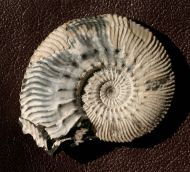 Kosmoceras cf. medea Callomon 1955