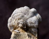 Gyrodendron proliferum (Becker 1875)