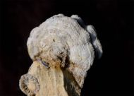 Gyrodendron proliferum (Becker 1875)