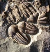 Ellipsocephalus hoffi (Schlotheim, 1823)