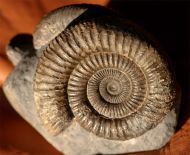 Dactylioceras commune (Sowerby, 1815)