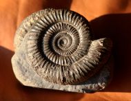 Dactylioceras commune (Sowerby, 1815)