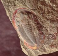 Asaphellus fezouataensis  Vidal, 1998