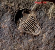 Kingaspoides brevifrons (Hupe, 1953)