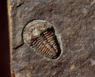 Kingaspoides brevifrons (Hupe, 1953)