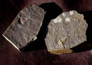 Kingaspoides brevifrons (Hupe, 1953)