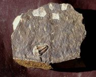 Kingaspoides brevifrons (Hupe, 1953)