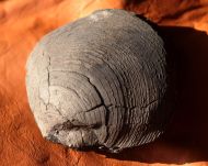 Camptonectus cinctus