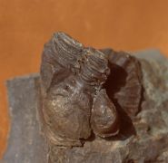 Asteropyge sp.