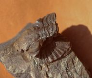 Asteropyge sp.