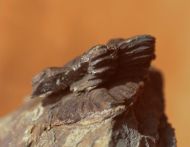 Asteropyge sp.
