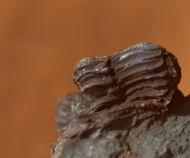 Asteropyge sp.