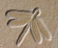 Stenophlebia latreilli (GERMAR, 1839)