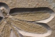 Stenophlebia latreilli (GERMAR, 1839)