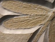 Stenophlebia latreilli (GERMAR, 1839)