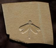 Stenophlebia latreilli (GERMAR, 1839)