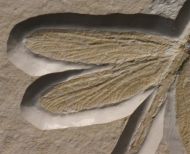 Stenophlebia latreilli (GERMAR, 1839)