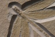 Stenophlebia latreilli (GERMAR, 1839)