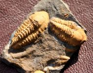 Agraulos ceticephalus (Barrande, 1846)