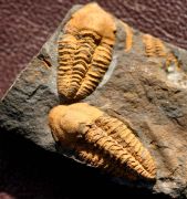 Agraulos ceticephalus (Barrande, 1846)