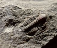 Paradoxides gracilis (BOECK, 1827)