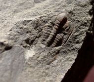 Paradoxides gracilis (BOECK, 1827)