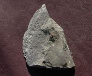 Paradoxides gracilis (BOECK, 1827)