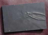 Loriolaster mirabilis (Strtz,, 1886)