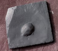 Chotecops sp.