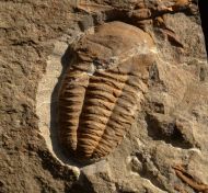 Kingaspoides cf brevifrons (Hupe, 1953)