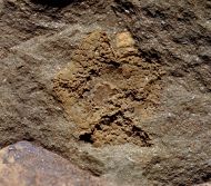 Stromatocystites pentangularis & Paradoxides gracilis
