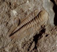 Stromatocystites pentangularis & Paradoxides gracilis